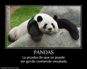 PANDAS La prueba de que se puede ser gordo comiendo ensalada