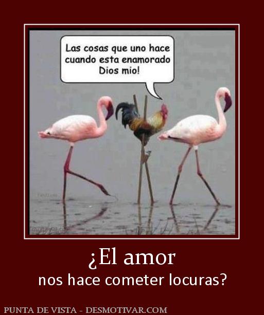 ¿El amor nos hace cometer locuras?