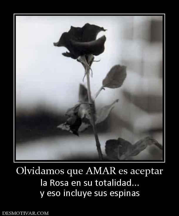 Olvidamos que AMAR es aceptar la Rosa en su totalidad... y eso incluye sus espinas