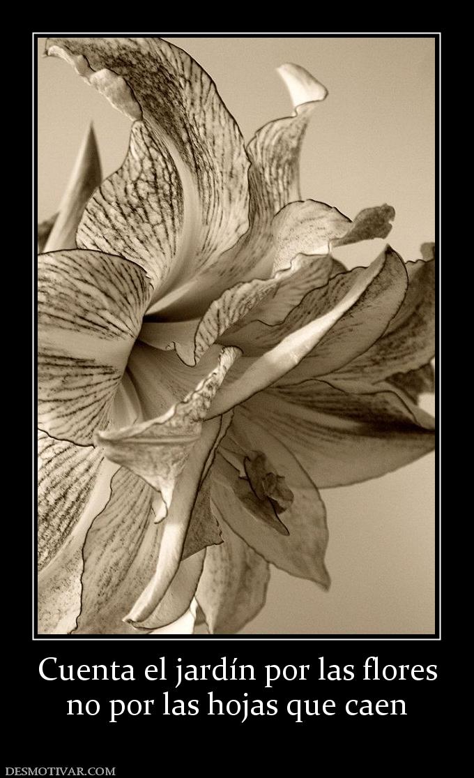 Cuenta el jardín por las flores no por las hojas que caen