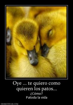 Oye ... te quiero como quieren los patos... ¿Cómo? Patoda la vida
