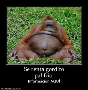 Se renta gordito pal frío. Información AQUÍ