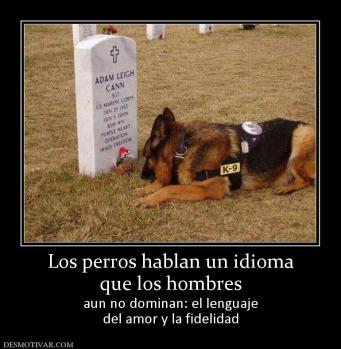 Los perros hablan un idioma que los hombres aun no dominan: el lenguaje del amor y la fidelidad