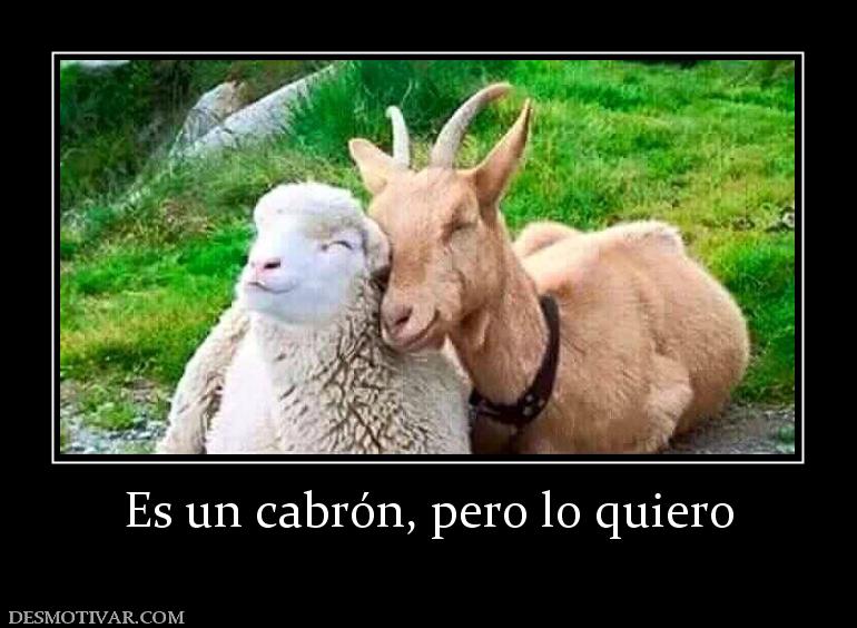 Es un cabrón, pero lo quiero