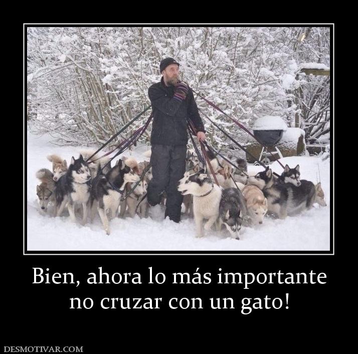 Bien, ahora lo más importante no cruzar con un gato!
