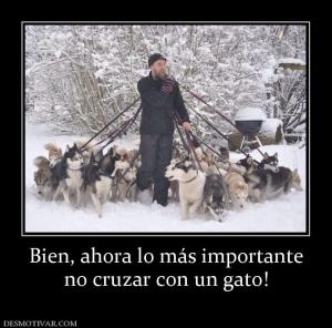 Bien, ahora lo más importante no cruzar con un gato!