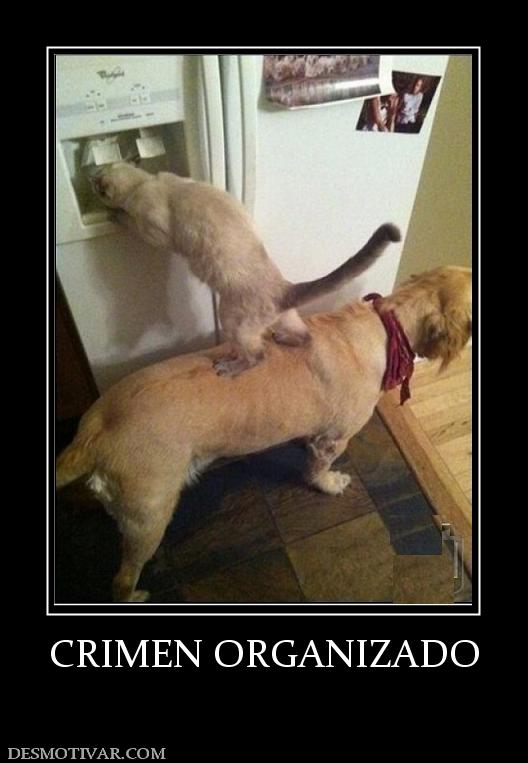 CRIMEN ORGANIZADO