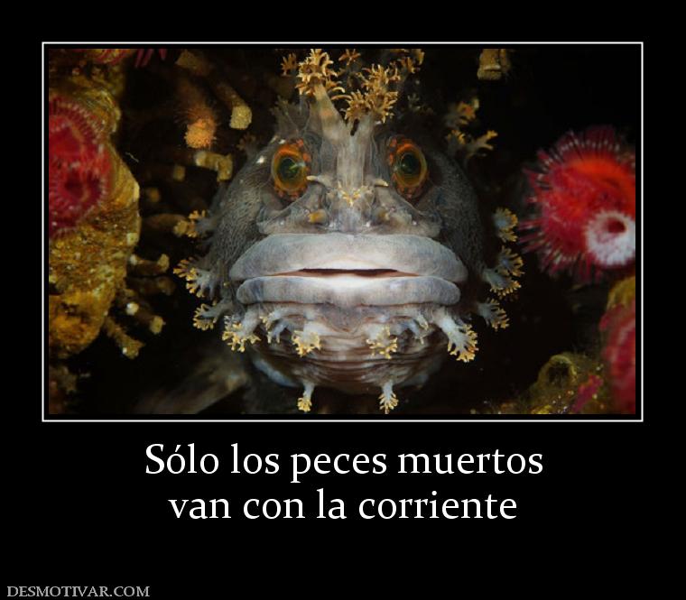 Sólo los peces muertos van con la corriente