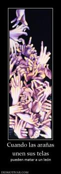 Cuando las arañas unen sus telas pueden matar a un león
