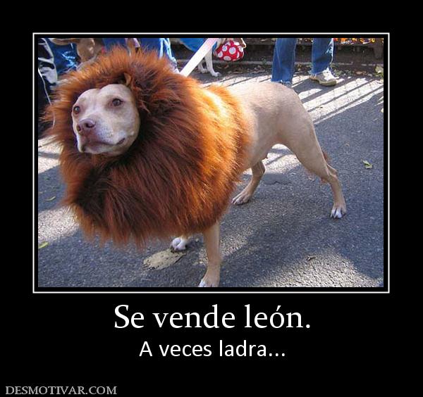 Se vende león. A veces ladra...