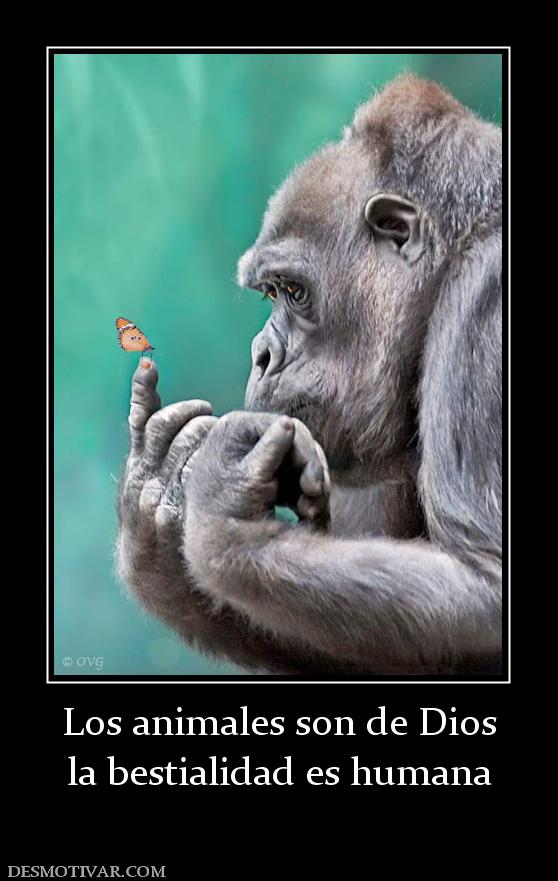 Los animales son de Dios la bestialidad es humana