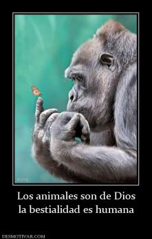 Los animales son de Dios la bestialidad es humana