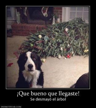 ¡Que bueno que llegaste! Se desmayó el árbol