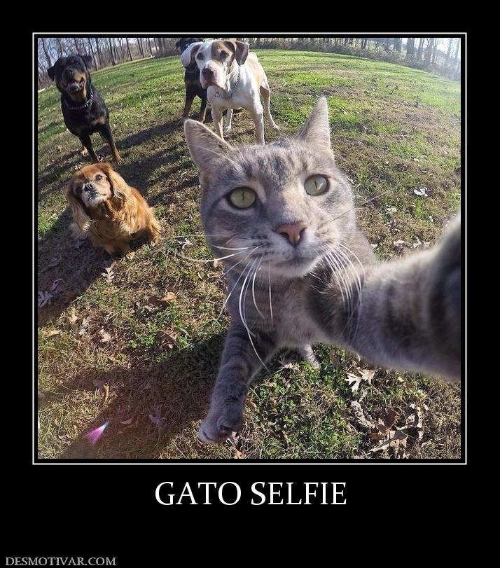 GATO SELFIE