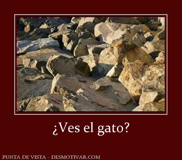 ¿Ves el gato?