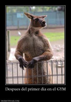 Despues del primer dia en el GYM
