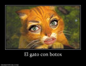 El gato con botox