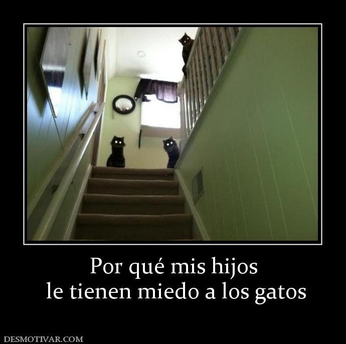 Por qué mis hijos  le tienen miedo a los gatos