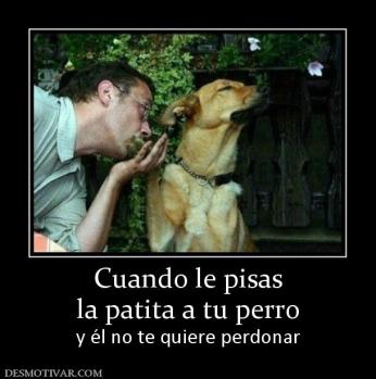 Cuando le pisas la patita a tu perro y él no te quiere perdonar