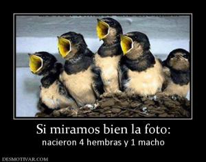 Si miramos bien la foto: nacieron 4 hembras y 1 macho