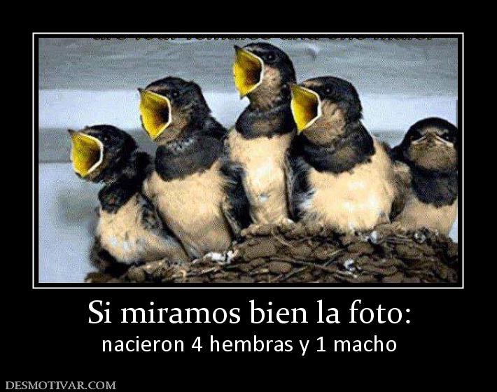 Si miramos bien la foto: nacieron 4 hembras y 1 macho