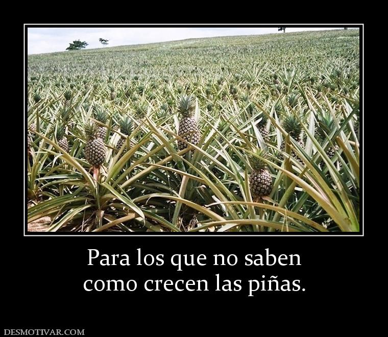 Para los que no saben como crecen las piñas.