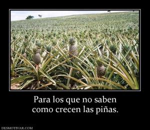 Para los que no saben como crecen las piñas.