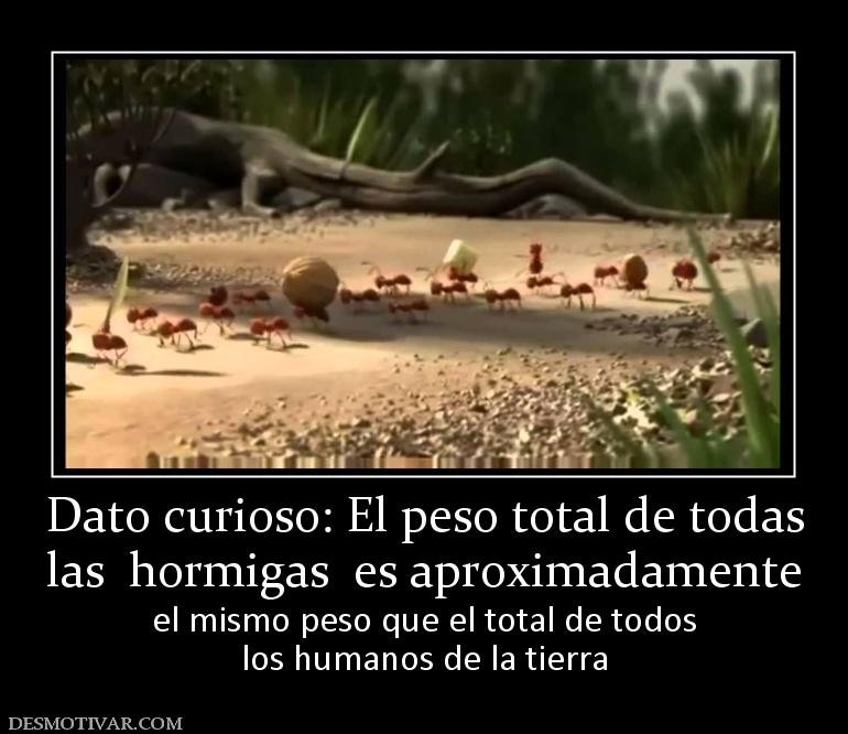 Dato curioso: El peso total de todas las  hormigas  es aproximadamente  el mismo peso que el total de todos los humanos de la tierra