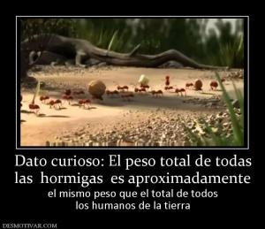 Dato curioso: El peso total de todas las  hormigas  es aproximadamente  el mismo peso que el total de todos los humanos de la tierra