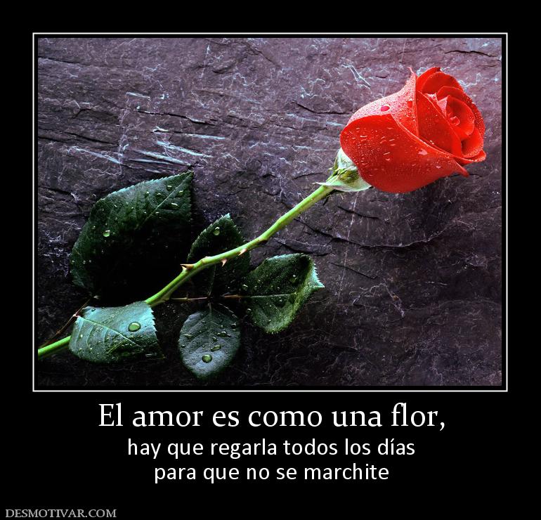 El amor es como una flor, hay que regarla todos los días para que no se marchite