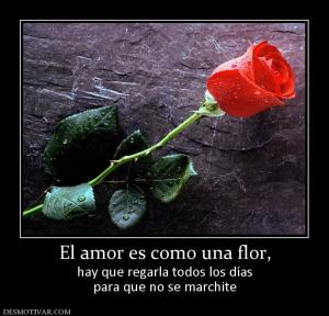 El amor es como una flor, hay que regarla todos los días para que no se marchite