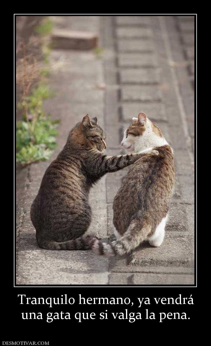 Tranquilo hermano, ya vendrá una gata que si valga la pena.