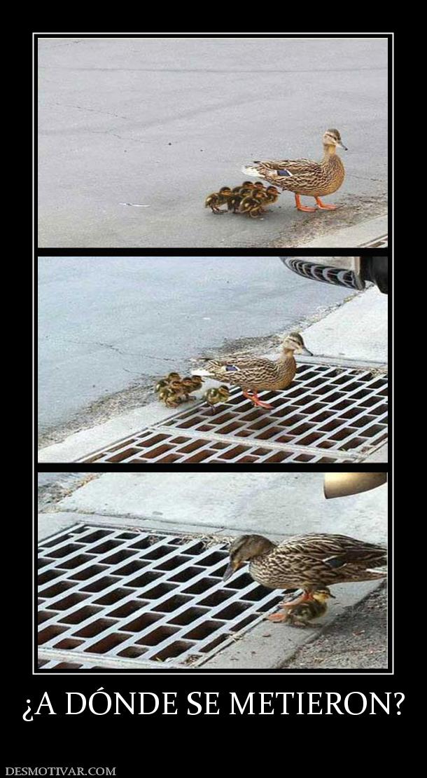 ¿A DÓNDE SE METIERON?