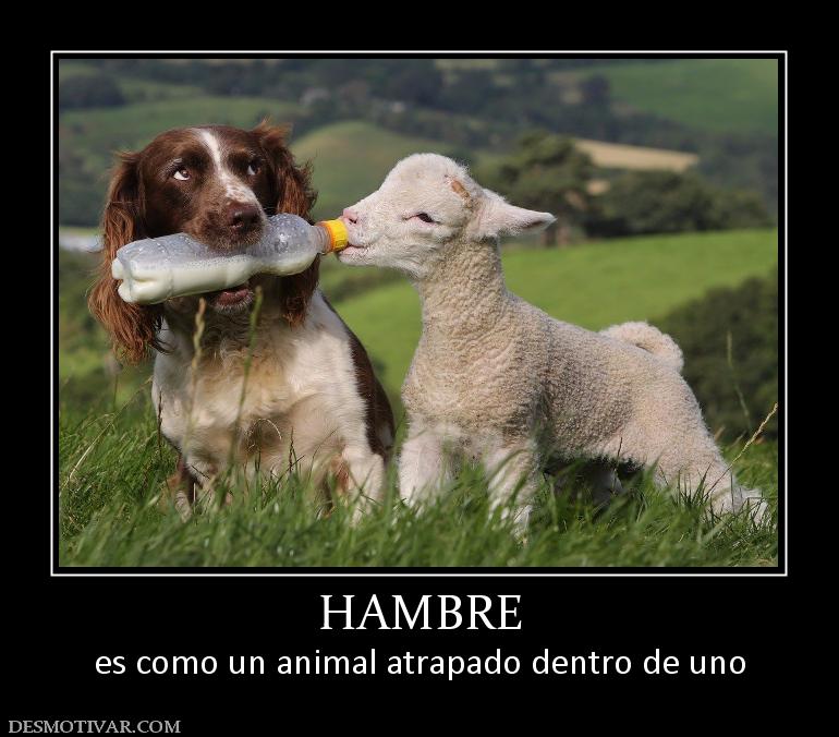 HAMBRE es como un animal atrapado dentro de uno
