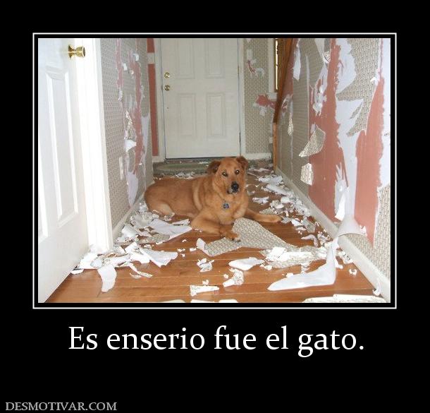 Es enserio fue el gato.