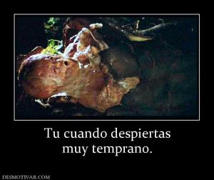 Tu cuando despiertas muy temprano.