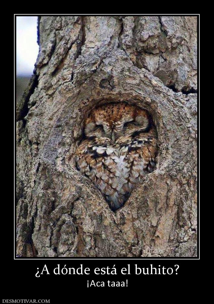 ¿A dónde está el buhito? ¡Aca taaa!