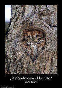 ¿A dónde está el buhito? ¡Aca taaa!