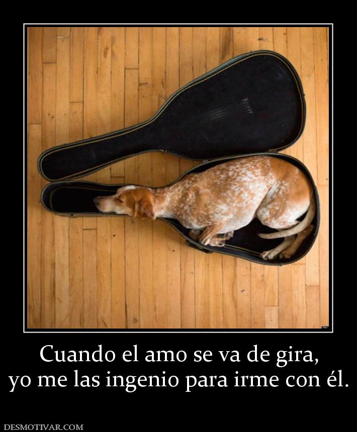 Cuando el amo se va de gira, yo me las ingenio para irme con él.