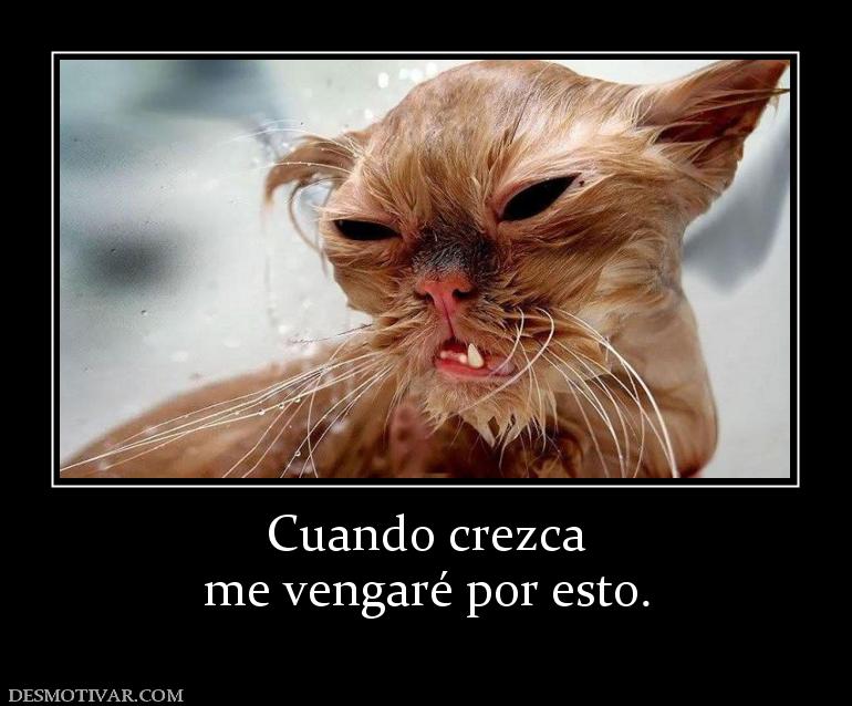 Cuando crezca me vengaré por esto.