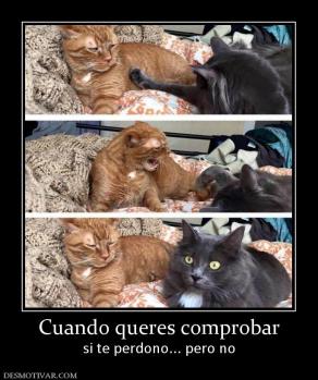 Cuando queres comprobar si te perdono... pero no