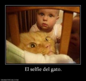El selfie del gato.