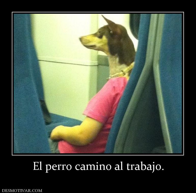 El perro camino al trabajo.
