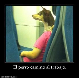 El perro camino al trabajo.