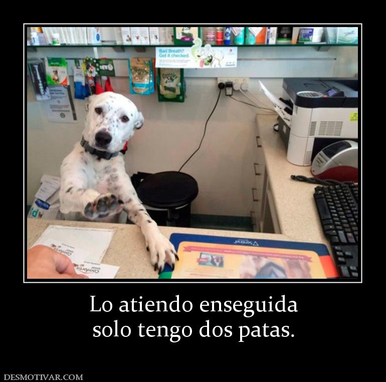 Lo atiendo enseguida solo tengo dos patas.