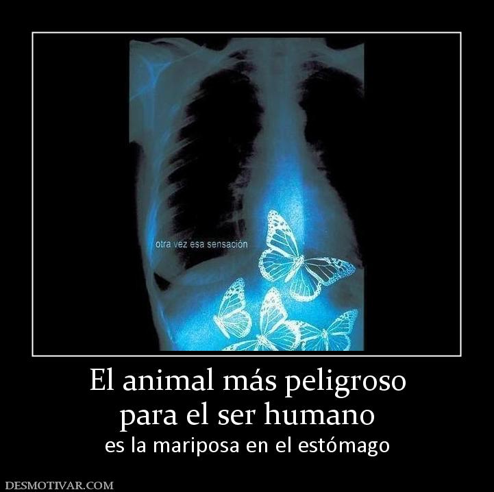 El animal más peligroso para el ser humano es la mariposa en el estómago