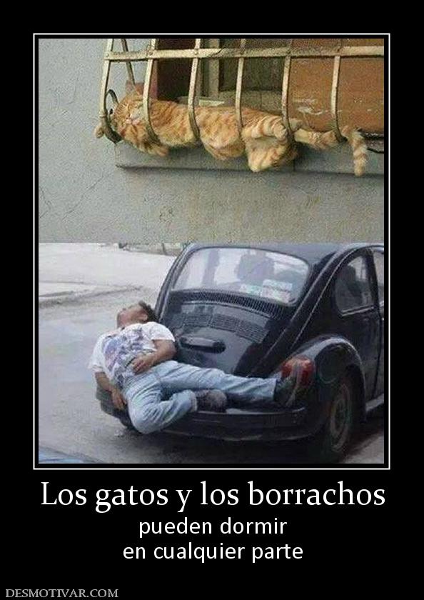 Los gatos y los borrachos pueden dormir en cualquier parte