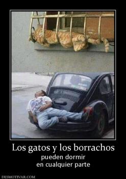 Los gatos y los borrachos pueden dormir en cualquier parte