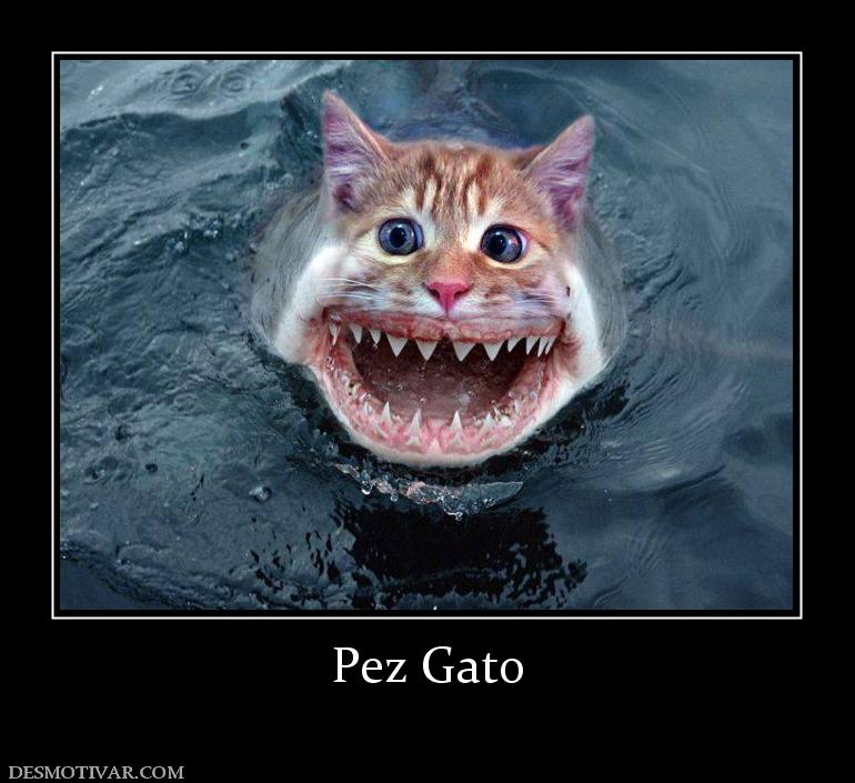 Pez Gato