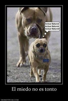 El miedo no es tonto